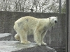 tiere01