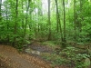 wald1