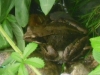 frosch