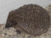 igel