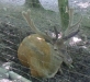 rohtwild_hirsch