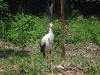 storch