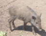 wildschwein